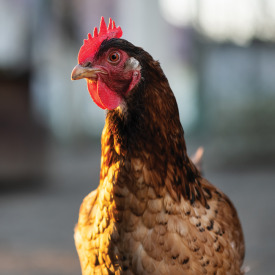 Organic Feed For Hens