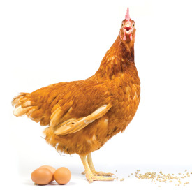 Organic feed for hens with 19% of protein HENS ECO