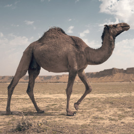 Organic Feed For Camels