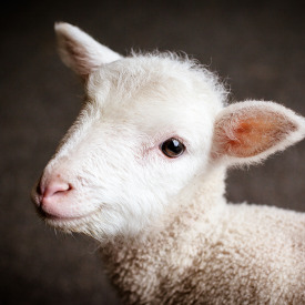 Organic Feed for Sheep