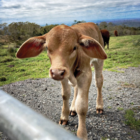 Organic feed for calves - CALVES ECO