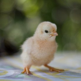 Organic feed for chickens