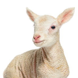 Organic feed for goats and sheep